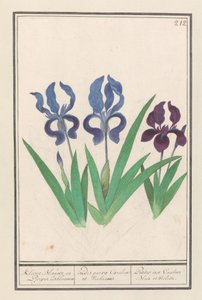 Paarse Iris (Iris germanica) von Anselmus Boëtius de Boodt