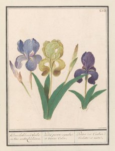 Kleine Iris (Iris germanica)