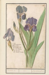 Purpur-Iris (Iris germanica)