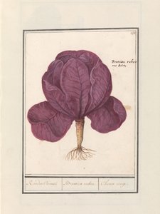 Rotkohl (Brassica oleracea convar. capitata var. rubra)