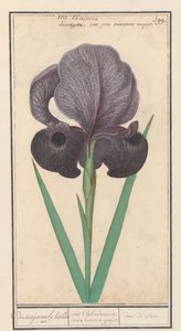 Trauer-Iris (Iris susiana) von Anselmus Boëtius de Boodt