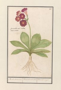 Schlüsselblume (Primula) Roode Beeren oore. / Auricula ursi rubra. / Auricule rouge von Anselmus Boëtius de Boodt