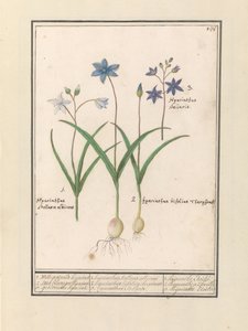 Sterhyazinthe (Scilla)