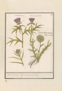 Distel (Carduus) und Artischocke (Cynara cardunculus) von Anselmus Boëtius de Boodt