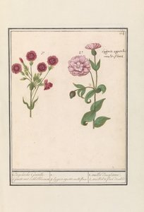 Zwei Nelken (Dianthus) von Anselmus Boëtius de Boodt