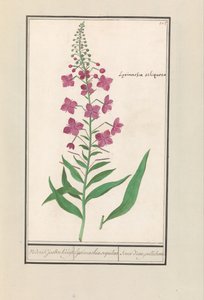 Schmalblättriges Weidenröschen (Chamerion angustifolium) von Anselmus Boëtius de Boodt