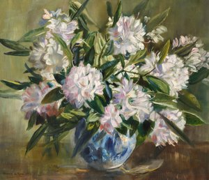Rhododendren, blassweiß und rosa