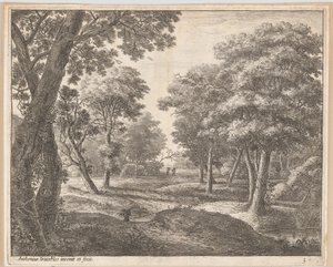 Ein Pfad durch den Wald