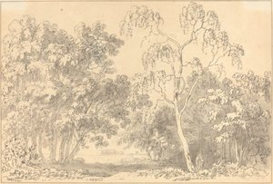 Bewaldete Landschaft