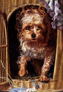 Darby, ein Yorkshire Terrier von Anthony Frederick Augustus Sandys
