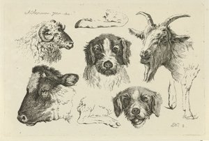 Tierköpfe und -beine (Serientitel: Studien von Kühen, Schafen und Ziegen) von Anthony Oberman