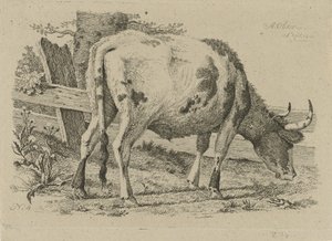 Weidende Kuh bei einem Zaun von Anthony Oberman