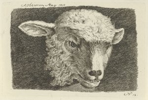 Kopf eines Lamms