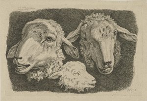 Zwei Schafsköpfe und ein Kopf eines Lamms (Studien von Kühen, Schafen und Ziegen) von Anthony Oberman
