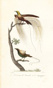 Großer Paradiesvogel und prächtiger Paradiesvogel