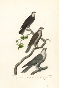 Sperber, Habicht und Gerfalke