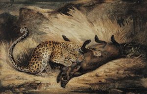 Leopard frisst ein Wildschwein