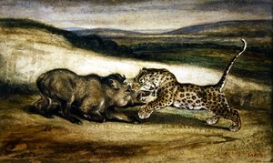 Panther kämpft mit einem Wildschwein