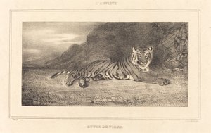 Studie eines Tigers