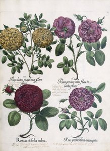 Vier Rosensorten