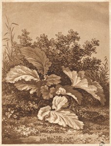 Eine Studie von Blättern, ca. 1800