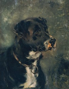 Kopf eines Fleischerhundes