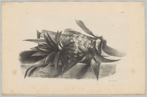 Ananas (Blumen- und Fruchtstudien, 3. Folge)