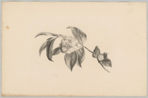 Blumen
