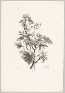 Blumen am Zweig (Blumen- und Fruchtstudien 10. Folge) von Anton Weiss