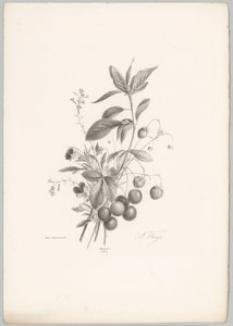 Blumen, Erdbeeren und Kirschen von Anton Weiss