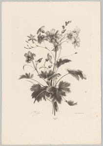 Blumen mit Dornen