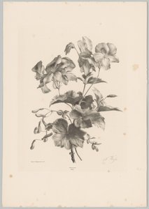 Verschiedene Blumen