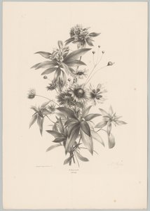 Diverse Blumen