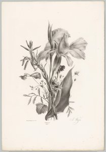 Diverse Blumen