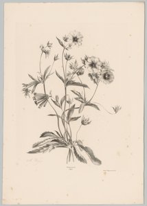 Diverse Blumen