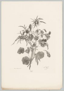 Diverse Blumen