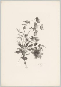 Verschiedene Blumen