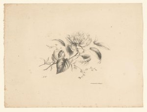 Verschiedene Blumen