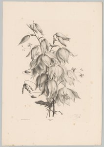 Hängende Blumen