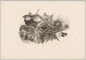 Passionsblumen und Blätter