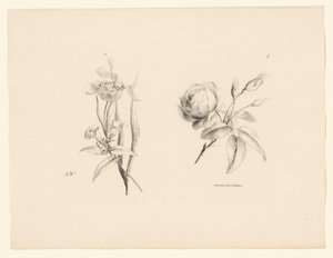 Rose und andere Blume von Anton Weiss