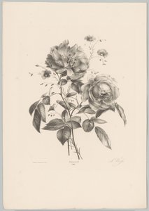 Rose und nelkenartige Blume