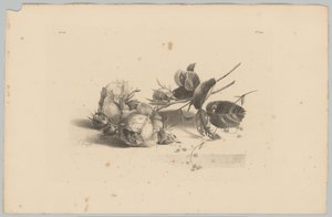 Rosen (Blumen- und Fruchtstudien, 3. Folge) von Anton Weiss