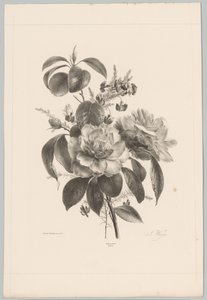 Rosen und andere Blumen