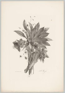 Stern- und glockenförmige Blumen von Anton Weiss