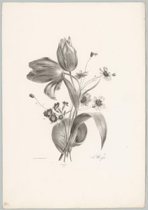 Tulpen und Margeriten von Anton Weiss