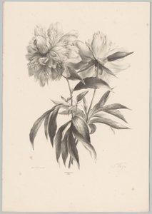 Zwei Blumen