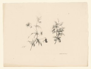 Zwei Blumen