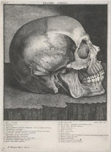 Menschlicher Schädel von Antonio Cattani