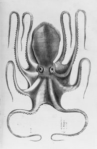 Illustration aus "Aquatilium animalium historiae, liber primus" von Ippolito Salviani, 1554
